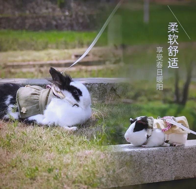 貓會(huì)傷害龍貓嗎