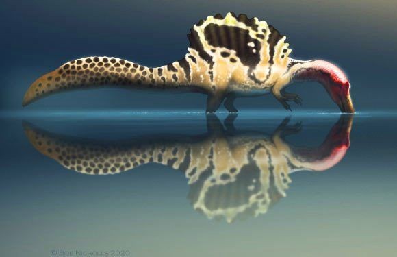 棘龍吃什么魚類 龍魚論壇 第4張 棘龍吃什么魚類 棘龍吃什么魚類 龍魚論壇 第4張