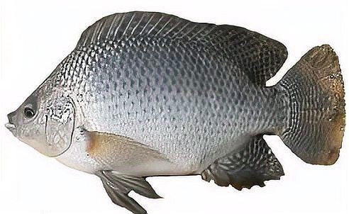 怪魚是什么魚