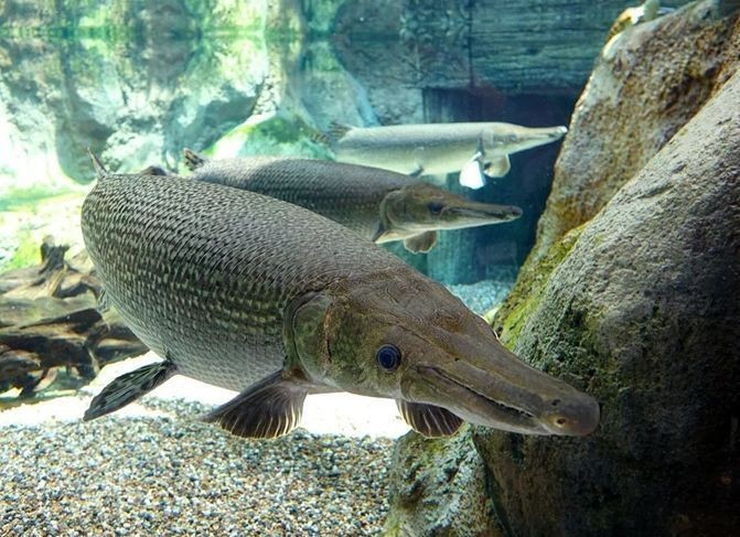 怪魚是什么魚