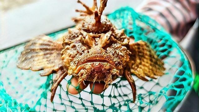 怪魚是什么魚