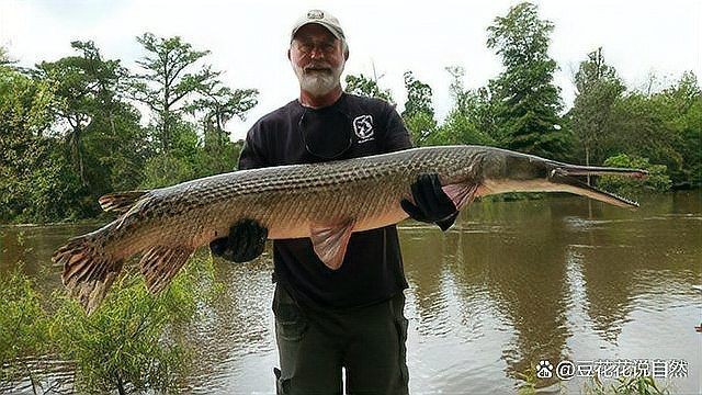 怪魚是什么魚