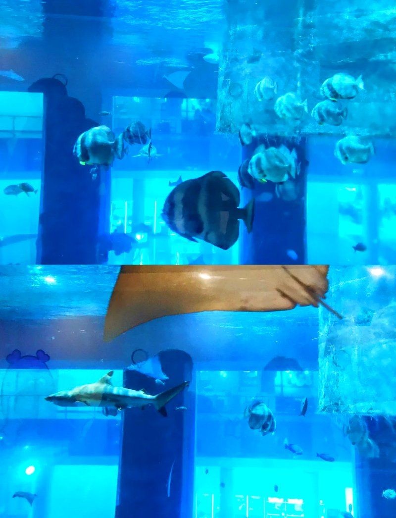 佛山水族店 佛山水族店 全國水族館企業名錄 第5張