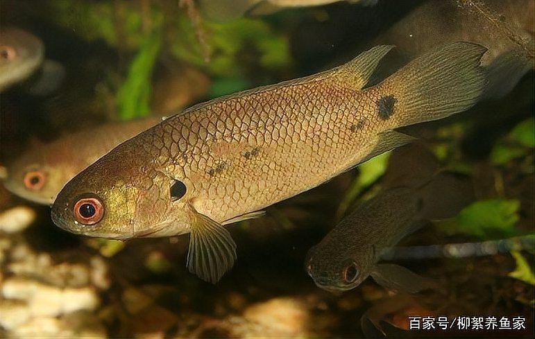 和一眉道人相似的魚 全國水族館企業名錄 第9張 和一眉道人相似的魚 和一眉道人相似的魚 全國水族館企業名錄 第9張