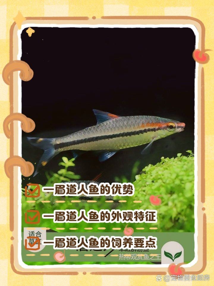 和一眉道人相似的魚 全國水族館企業名錄 第15張 和一眉道人相似的魚 和一眉道人相似的魚 全國水族館企業名錄 第15張