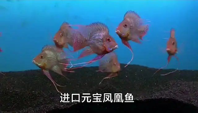 廣州龍魚批發市場cv祥龍魚場