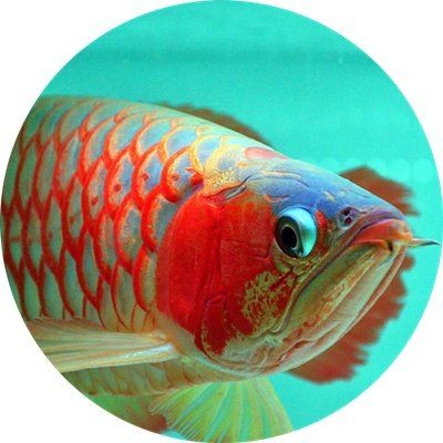 廣州龍魚批發市場cv祥龍魚場