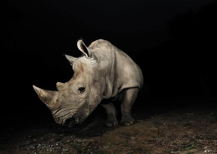 河馬能打過犀牛嗎