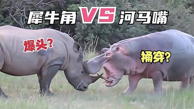 河馬能打過犀牛嗎