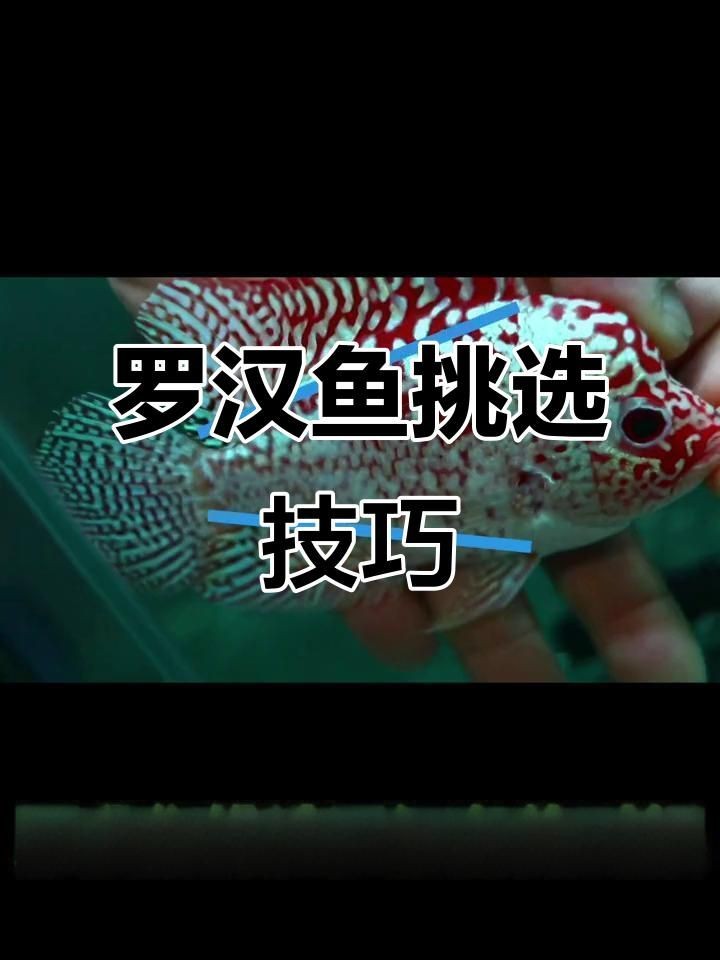 古典羅漢魚什么品種最好
