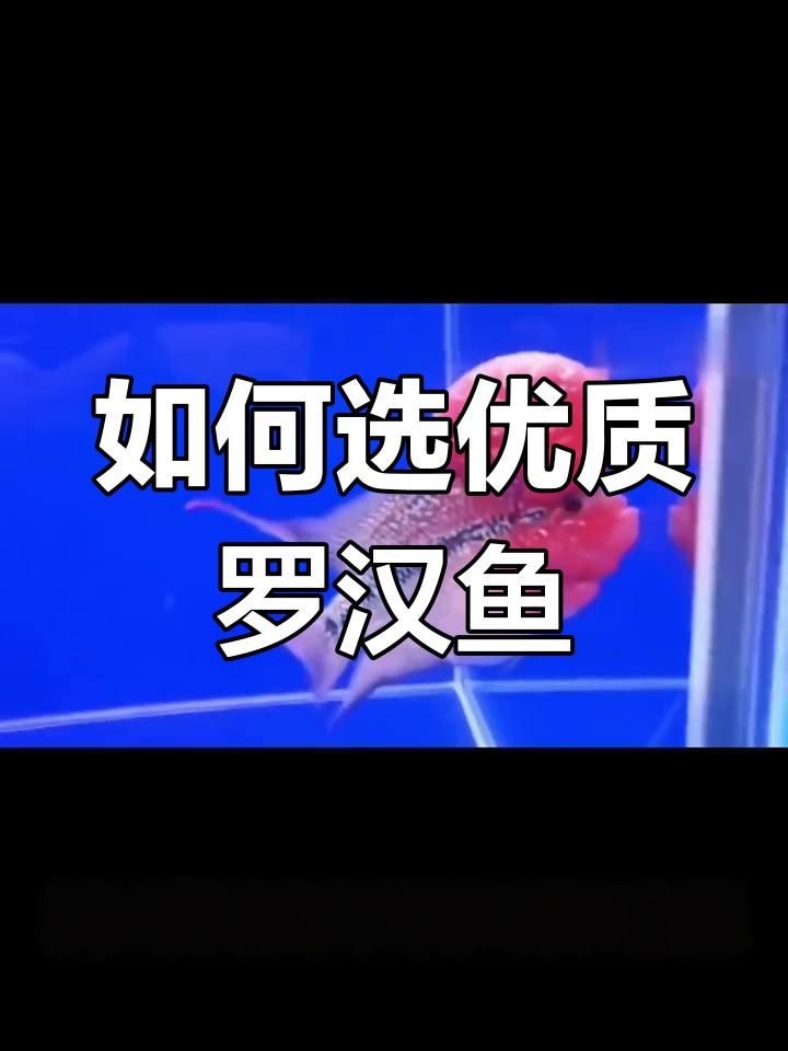 古典羅漢魚什么品種最好