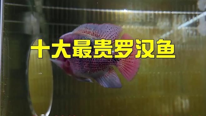 古典羅漢魚什么品種最好