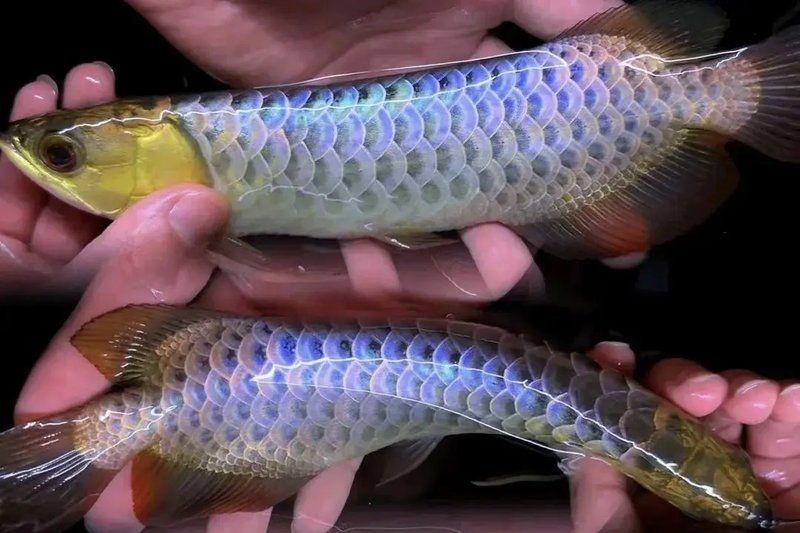 四角龍魚放多少水不爛尾