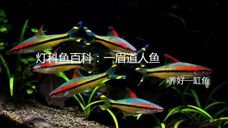 假的一眉道人魚