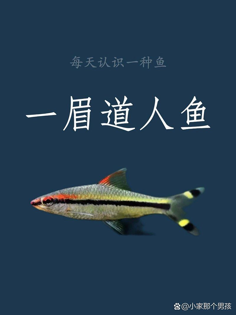 假的一眉道人魚