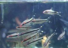 假的一眉道人魚