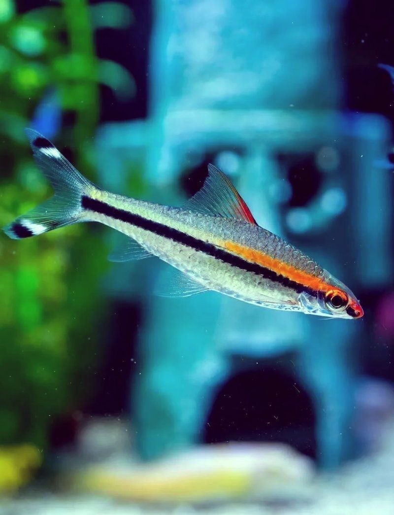 假的一眉道人魚