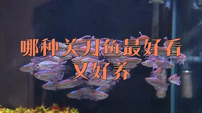 關(guān)刀魚品種大全 合集