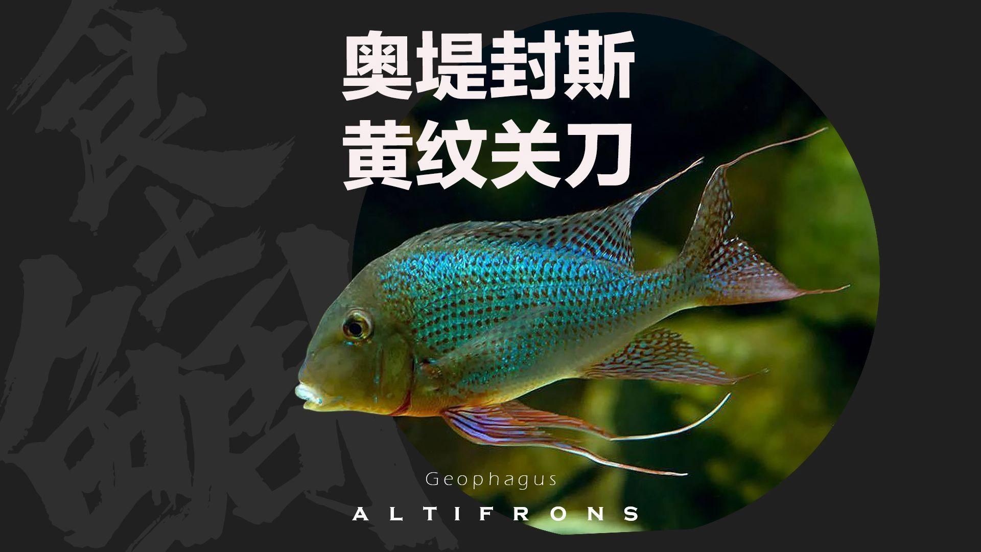 關(guān)刀魚(yú)品種大全 合集