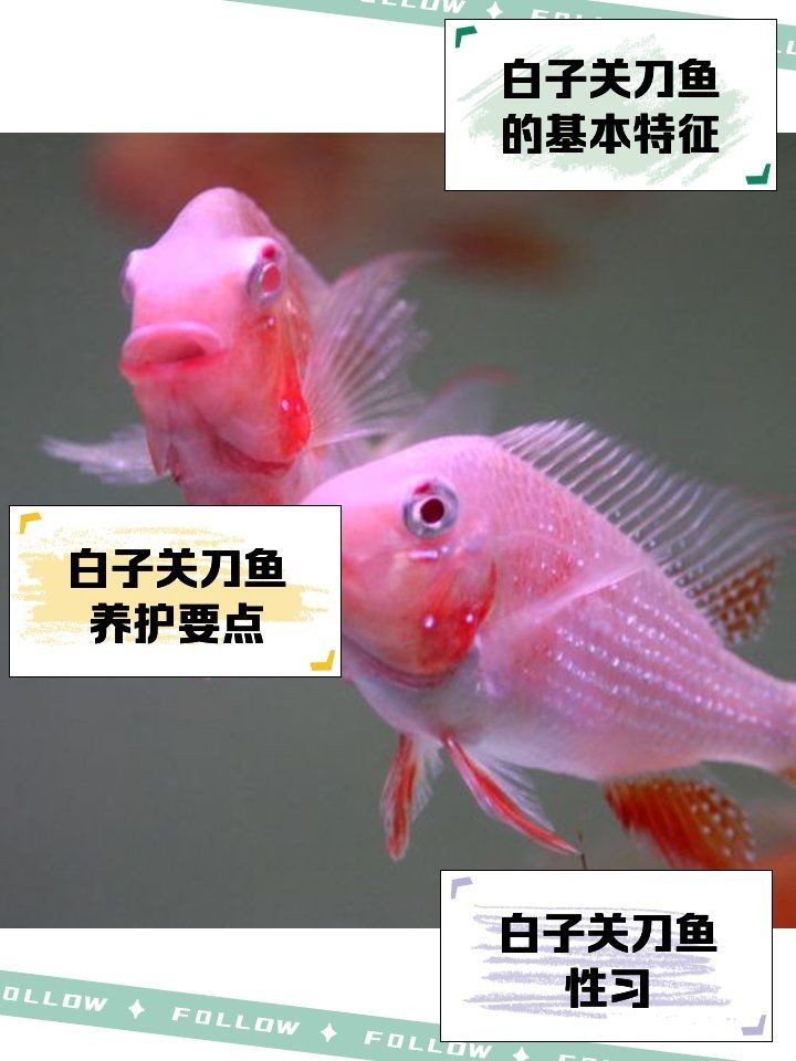 關(guān)刀魚(yú)品種大全 合集