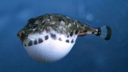 河豚和河鲀是一種魚嘛