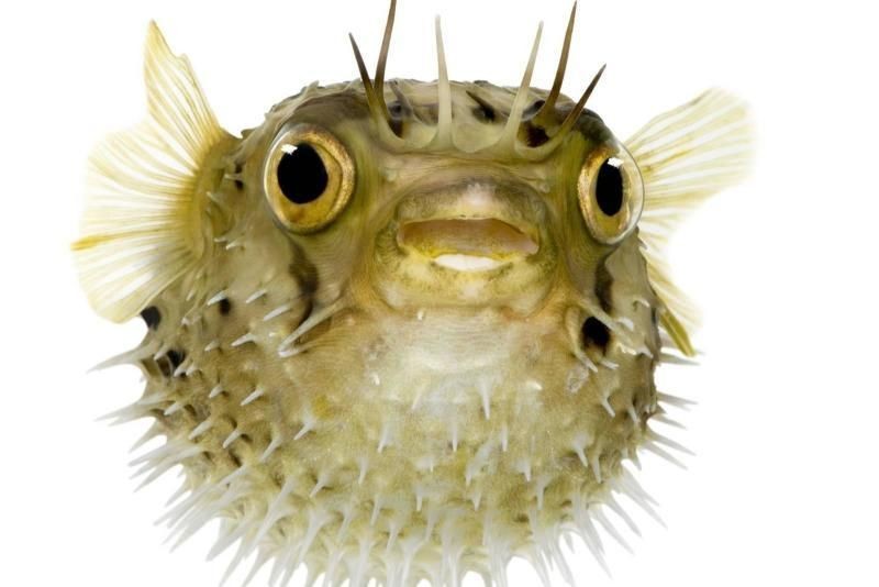 河豚和河鲀是一種魚嘛