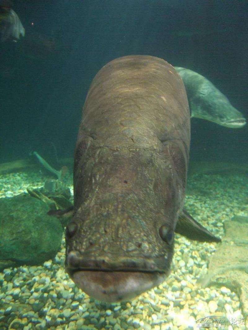 海象魚有幾個品種圖片大全