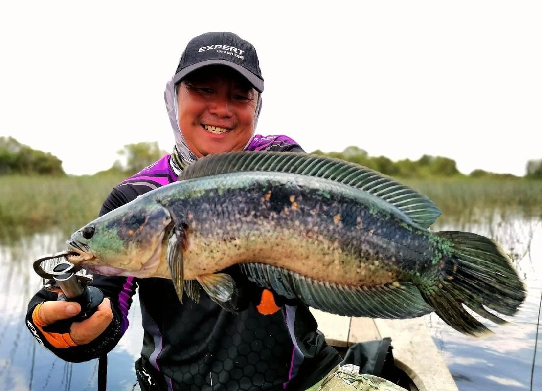 海象魚有幾個品種圖片大全