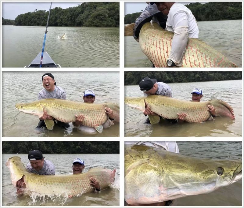 海象魚有幾個品種圖片大全