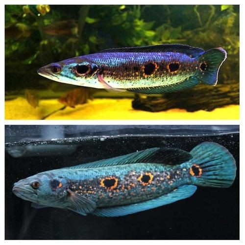 海象魚有幾個品種圖片大全