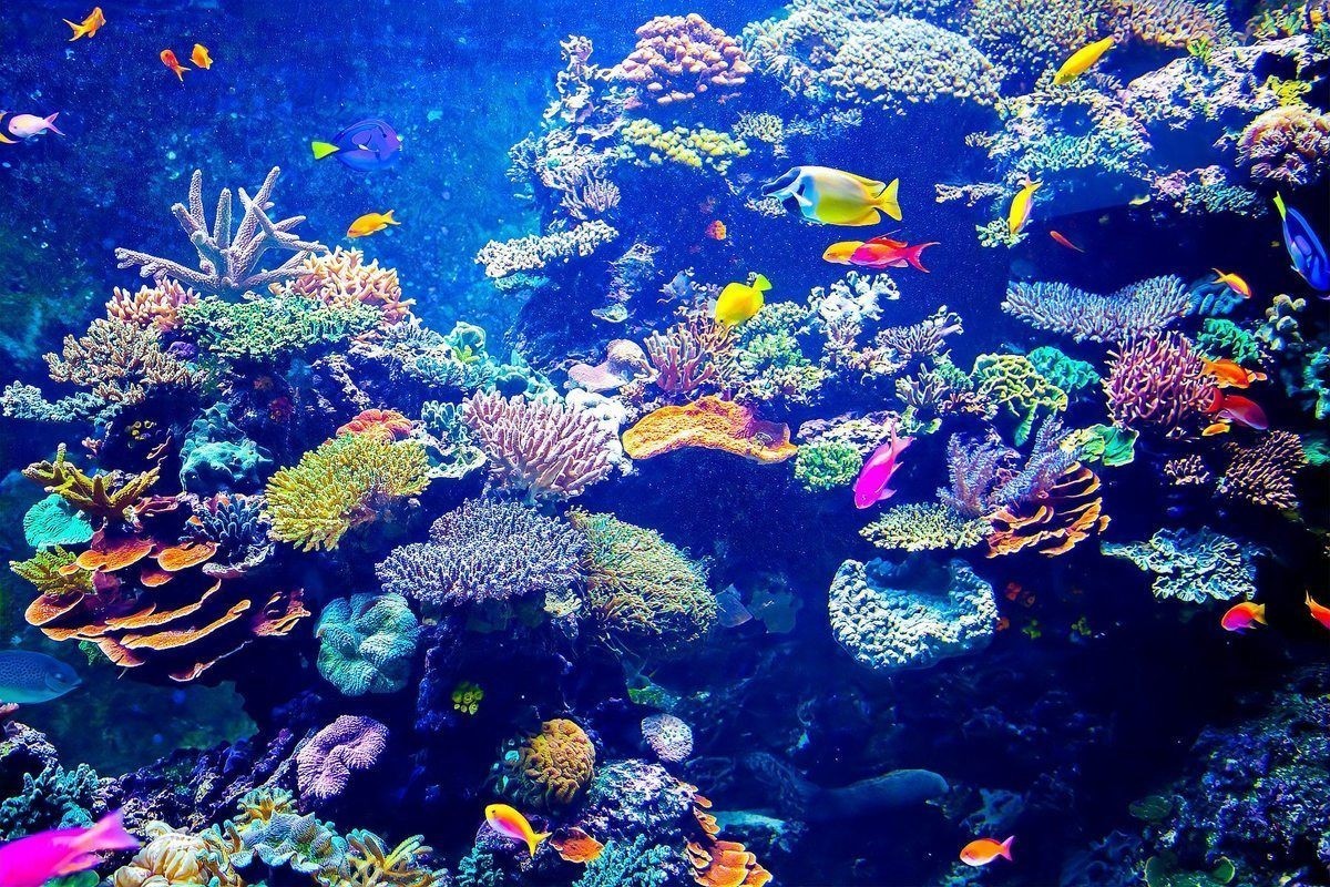 和尚魚最忌三種顏色
