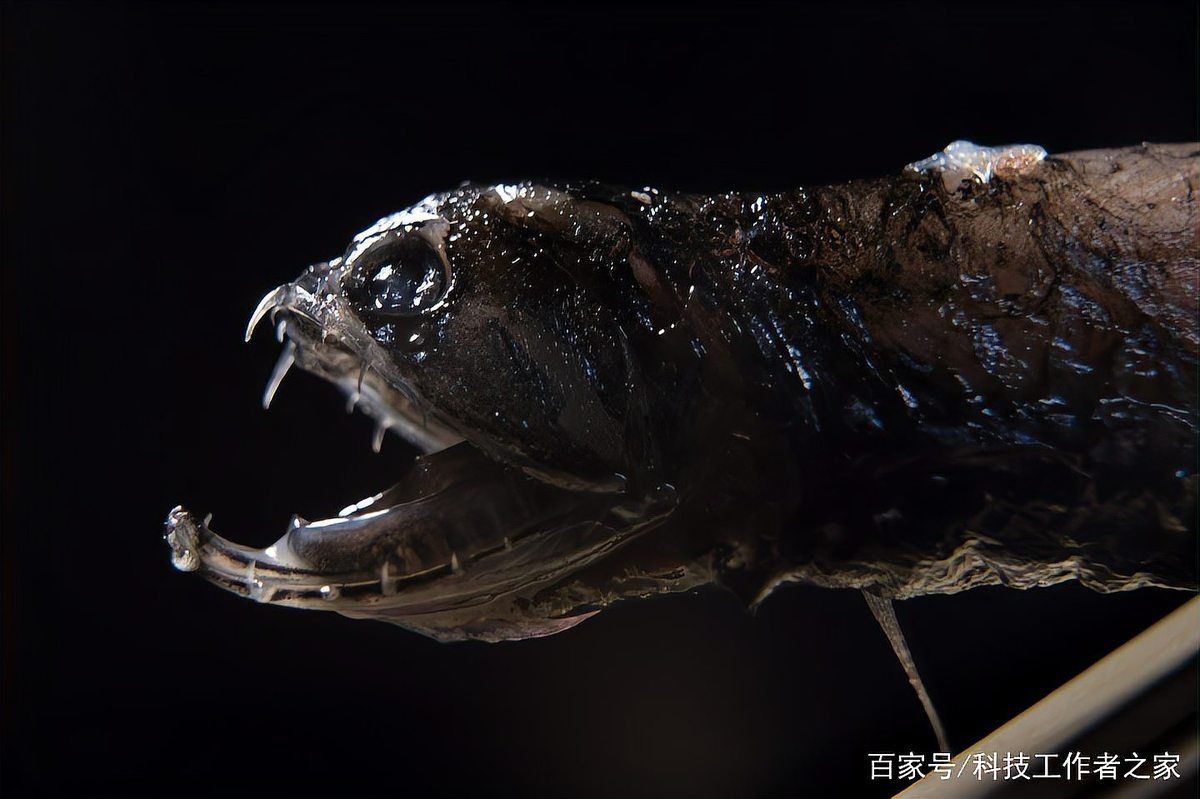 深海龍魚的學名