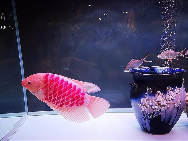 海象魚的寓意和象征