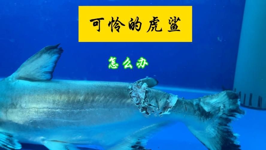 汗鯊和球鯊圖片對比