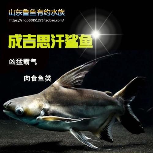 汗鯊和球鯊圖片對比