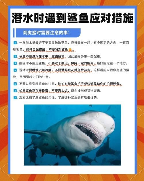 汗鯊和球鯊圖片對比