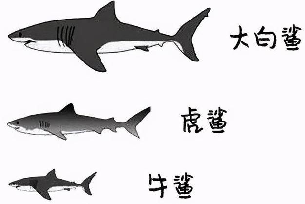 汗鯊和球鯊圖片對比