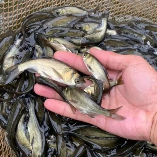 汗鯊和球鯊圖片對比