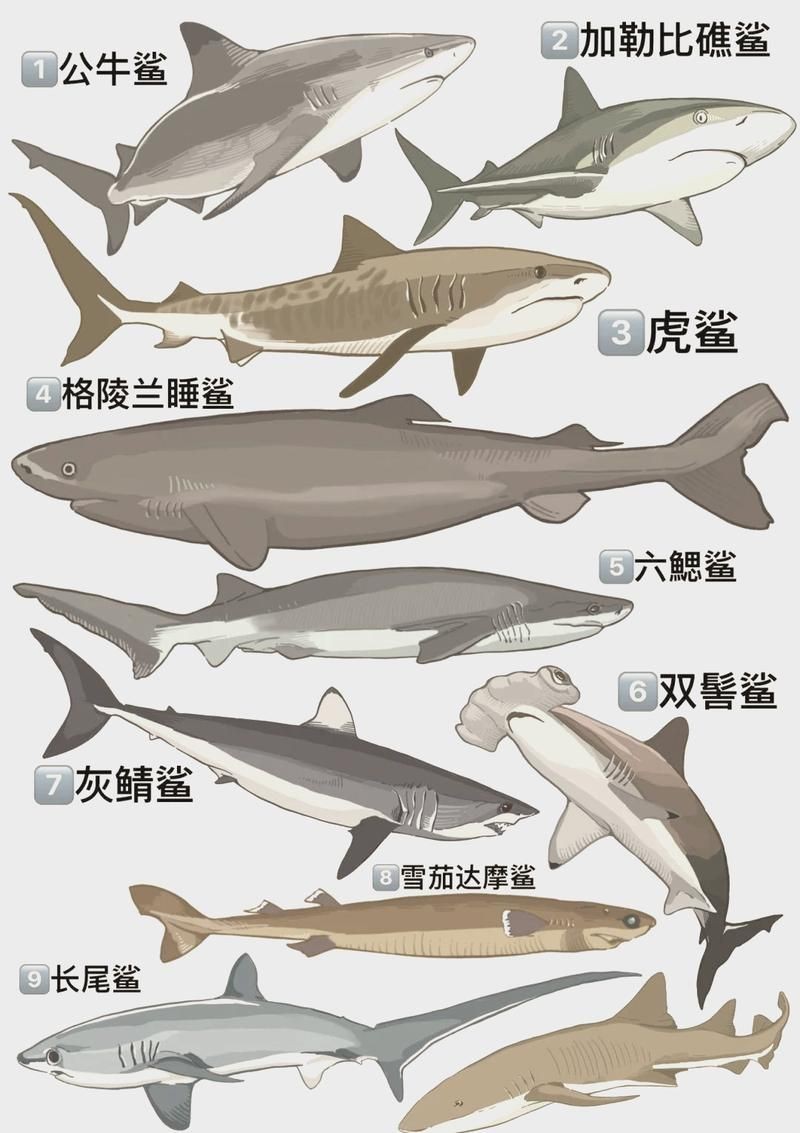 汗鯊和球鯊圖片對比