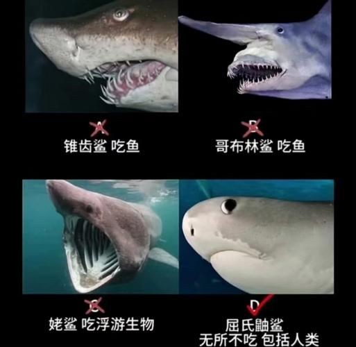 汗鯊和球鯊圖片對比