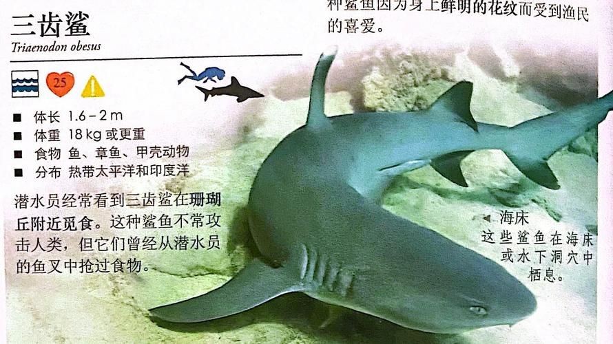 汗鯊和球鯊圖片對比