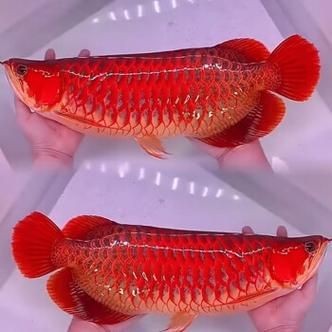 紅龍魚苗2-3厘米的圖片