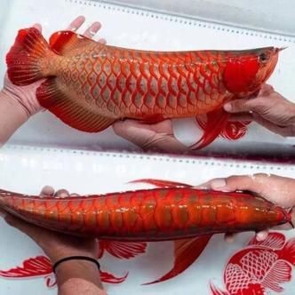 紅龍魚苗2-3厘米的圖片