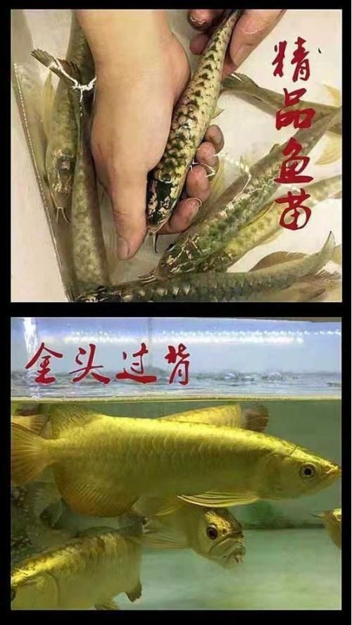 紅龍魚苗2-3厘米的圖片