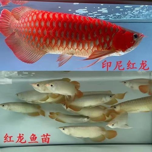 紅龍魚苗2-3厘米的圖片