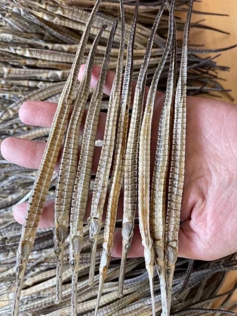 真正海龍的圖片