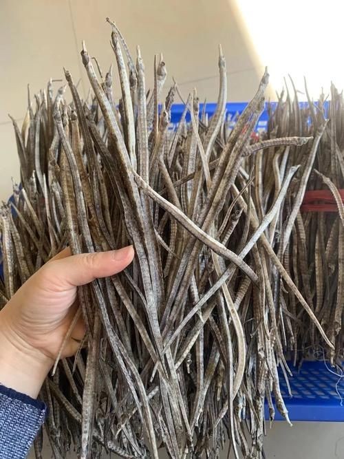 真正海龍的圖片