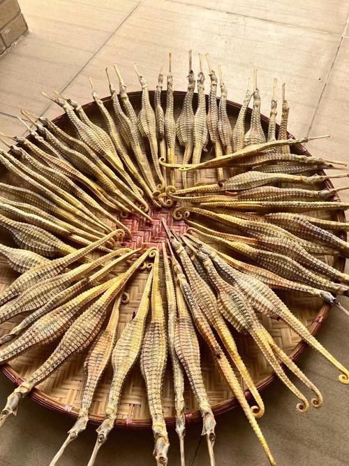 真正海龍的圖片