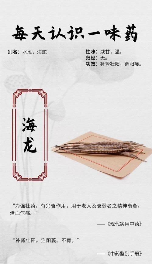 真正海龍的圖片