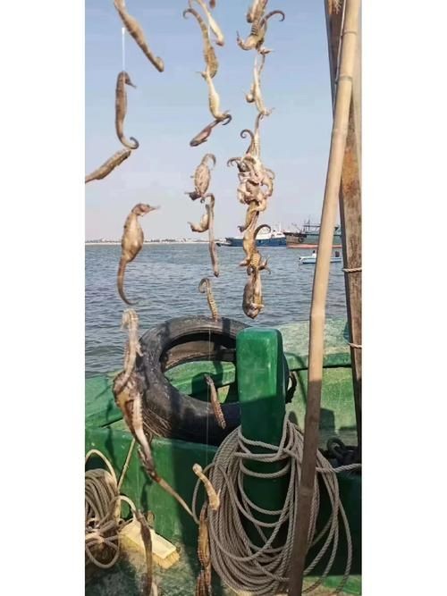 真正海龍的圖片